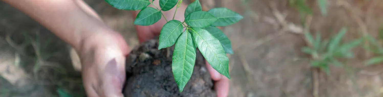 Notre Impact - Wayunaï